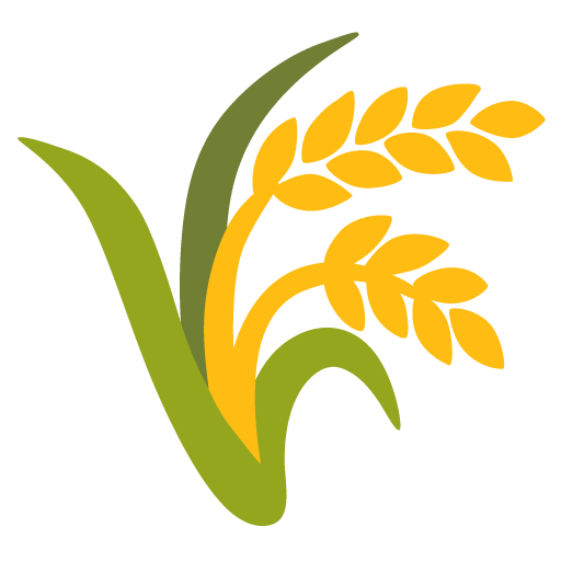 pianta di riso
